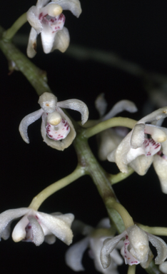 APII jpeg image of Brachypeza archytas  © contact APII