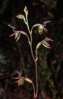 APII jpeg image of Caleana minor  © contact APII