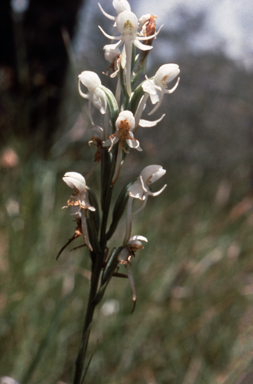 APII jpeg image of Habenaria austroqueenslandica MS  © contact APII