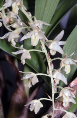 APII jpeg image of Eria fitzalanii  © contact APII