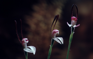 APII jpeg image of Leptoceras menziesii  © contact APII