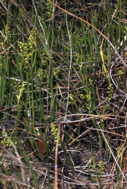 APII jpeg image of Microtis atrata  © contact APII