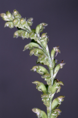 APII jpeg image of Microtis media  © contact APII