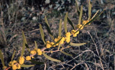 APII jpeg image of Acacia lanigera  © contact APII