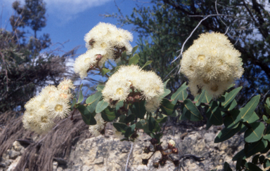 APII jpeg image of Angophora hispida  © contact APII