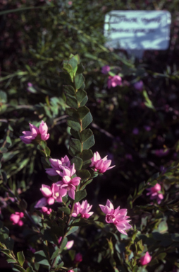 APII jpeg image of Boronia serrulata  © contact APII