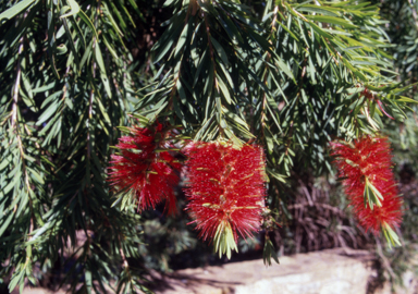 APII jpeg image of Callistemon viminalis  © contact APII