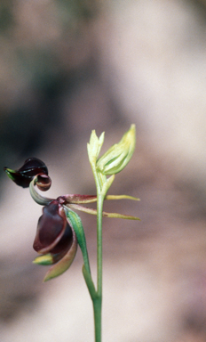 APII jpeg image of Caleana major  © contact APII