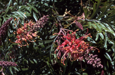 APII jpeg image of Grevillea 'Superb'  © contact APII