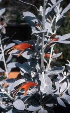 APII jpeg image of Eremophila glabra  © contact APII
