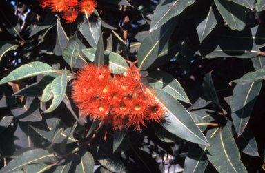 APII jpeg image of Corymbia ficifolia  © contact APII