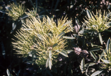 APII jpeg image of Hakea candolleana  © contact APII