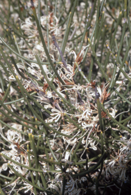 APII jpeg image of Hakea rostrata  © contact APII
