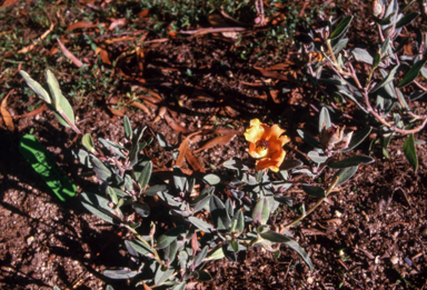 APII jpeg image of Hibbertia fasciculata  © contact APII
