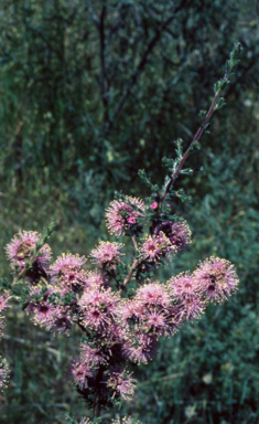 APII jpeg image of Kunzea parviflora  © contact APII