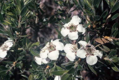 APII jpeg image of Leptospermum lanigerum  © contact APII
