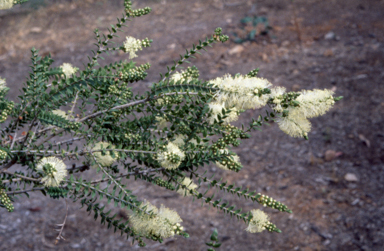 APII jpeg image of Melaleuca squarrosa  © contact APII