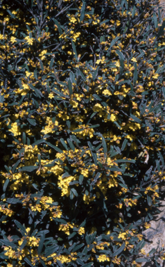 APII jpeg image of Phebalium whiteii  © contact APII