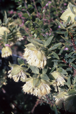 APII jpeg image of Pimelea lehmanniana  © contact APII
