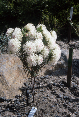 APII jpeg image of Pimelea spectabilis  © contact APII