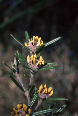 APII jpeg image of Pultenaea paleacea  © contact APII