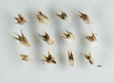 APII jpeg image of Eryngium ovinum  © contact APII