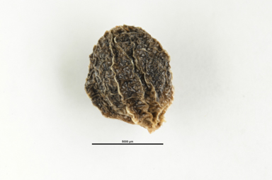 APII jpeg image of Coprosma hirtella  © contact APII