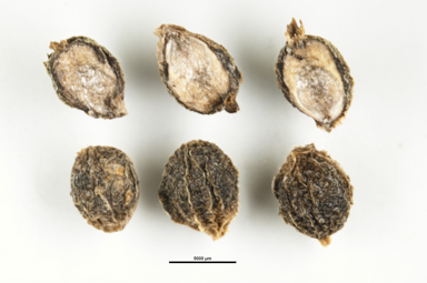 APII jpeg image of Coprosma hirtella  © contact APII