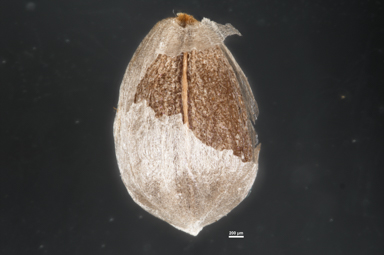 APII jpeg image of Brunonia australis  © contact APII