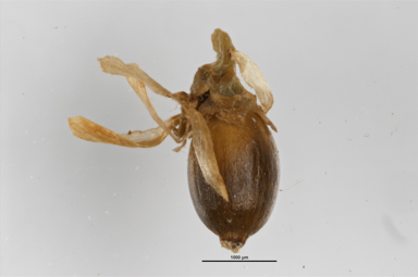 APII jpeg image of Empodisma minus  © contact APII