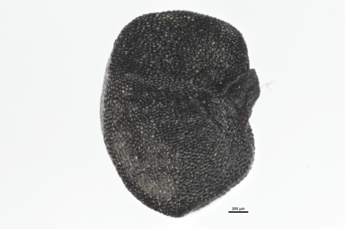 APII jpeg image of Arthropodium milleflorum  © contact APII