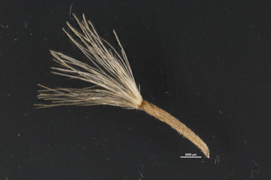 APII jpeg image of Celmisia sp. Pulchella (M.Gray & C.Totterdell 7079)  © contact APII