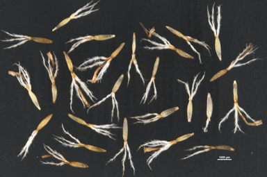 APII jpeg image of Triptilodiscus pygmaeus  © contact APII