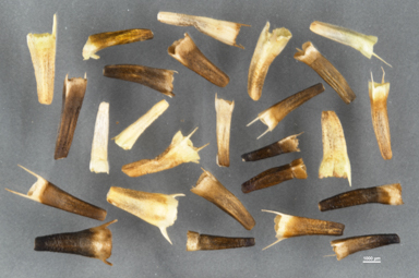 APII jpeg image of Ammobium craspedioides  © contact APII