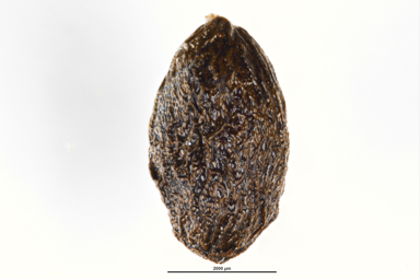 APII jpeg image of Maytenus silvestris  © contact APII