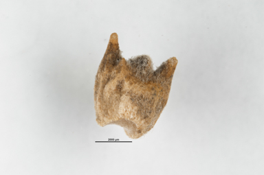 APII jpeg image of Sclerolaena bicornis var. horrida  © contact APII