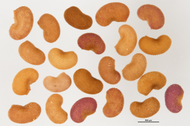 APII jpeg image of Triplarina nowraensis  © contact APII