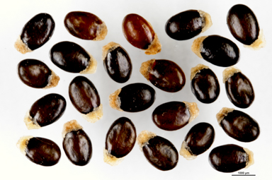 APII jpeg image of Bertya riparia  © contact APII