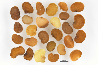 APII jpeg image of Bursaria calcicola  © contact APII