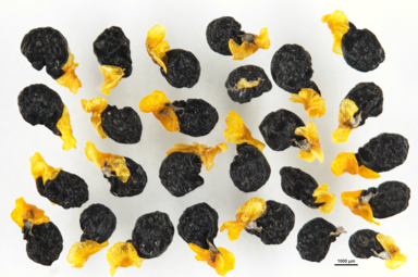 APII jpeg image of Thysanotus tuberosus  © contact APII