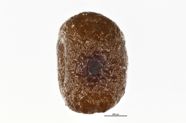 APII jpeg image of Gentianella muelleriana  © contact APII