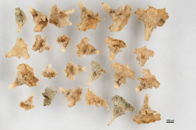 APII jpeg image of Atriplex eardleyae  © contact APII