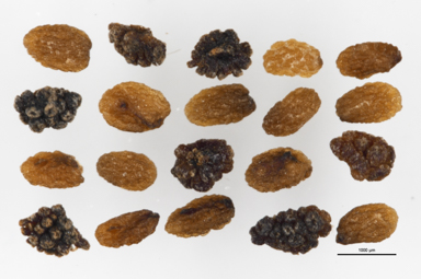 APII jpeg image of Veronica derwentiana subsp. maideniana  © contact APII