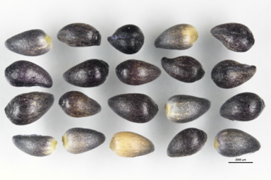 APII jpeg image of Melicytus dentatus  © contact APII