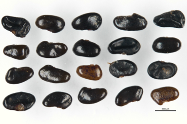 APII jpeg image of Podolobium alpestre  © contact APII