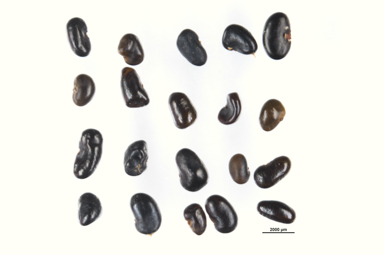 APII jpeg image of Mirbelia oxylobioides  © contact APII