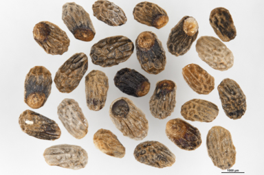 APII jpeg image of Prostanthera phylicifolia  © contact APII