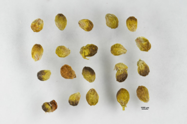 APII jpeg image of Stackhousia pulvinaris  © contact APII