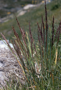 APII jpeg image of Agrostis muelleriana  © contact APII