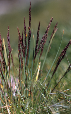 APII jpeg image of Agrostis muelleriana  © contact APII